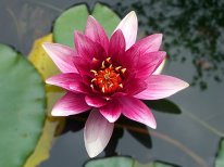 Mynd-lotus-flower-3093072__340