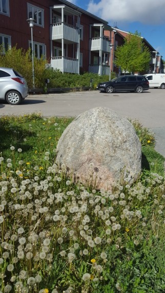 MYND Fífli í näagrenni mínu