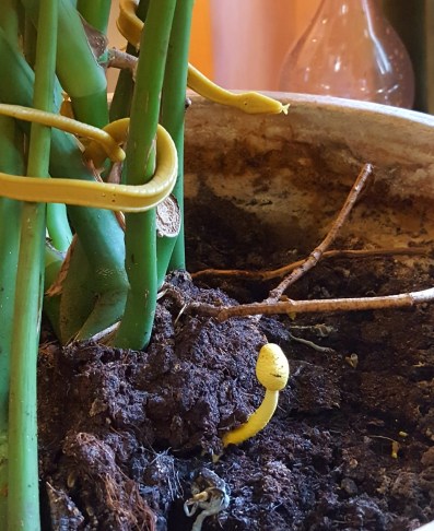 BILD SVEPPI OG MOLDI