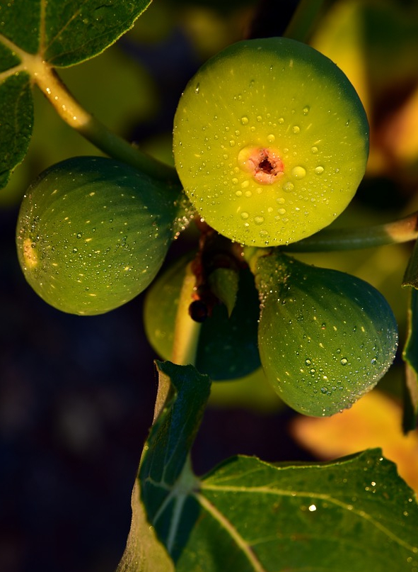 BILD UNDIR FÍKONTRÉNU