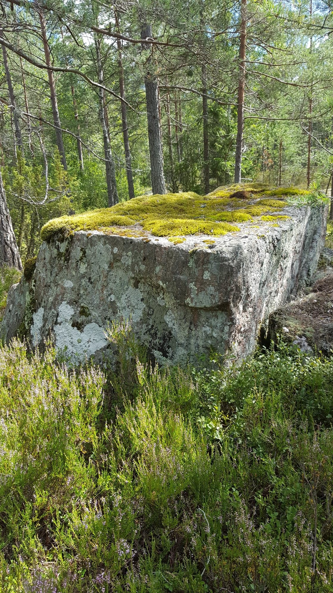 Seg mér það skógur